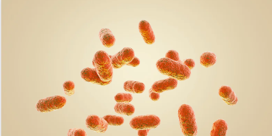 Lactobacillus crispatus