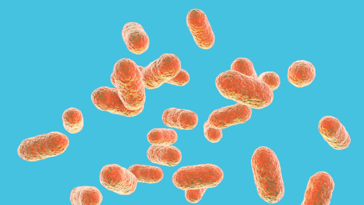 Lactobacillus gasseri