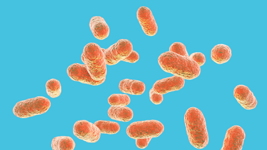 Lactobacillus gasseri