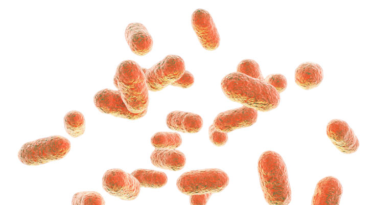 Lactobacillus jensenii